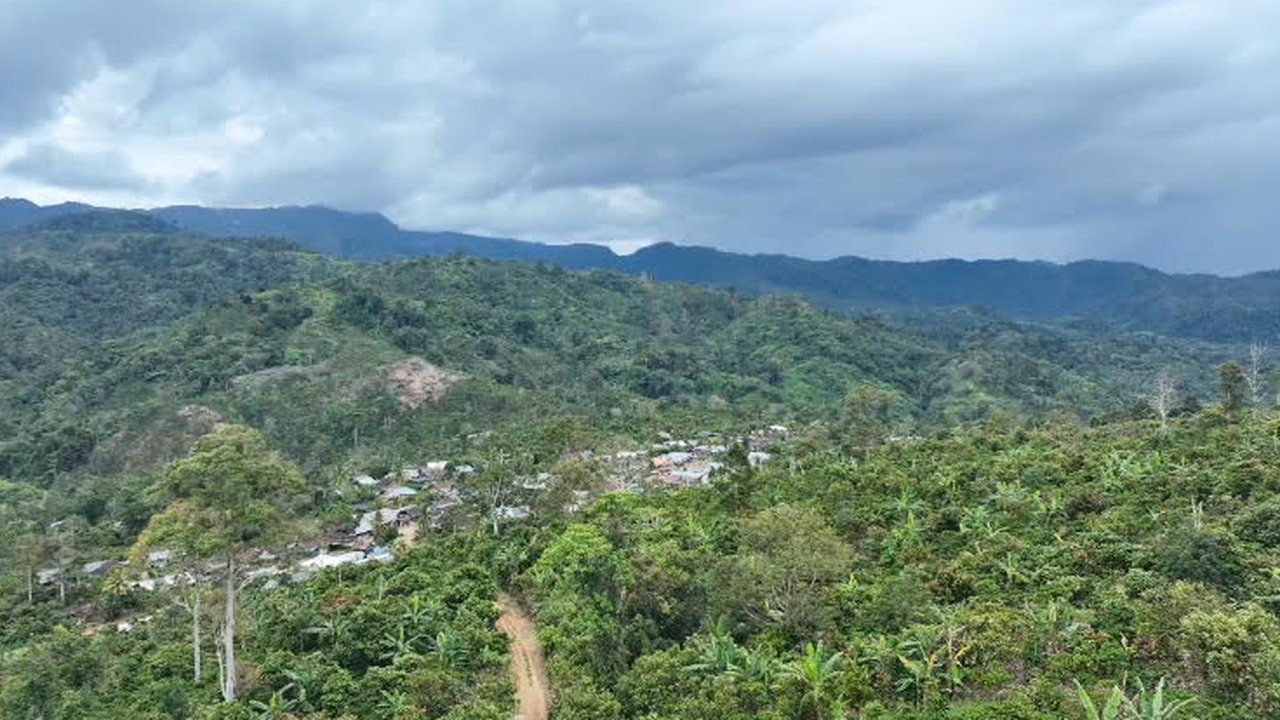 Hutan Hujan Tropis Diakui UNESCO, Kini Kondisinya Nyaris Habis di Tangan Perambah