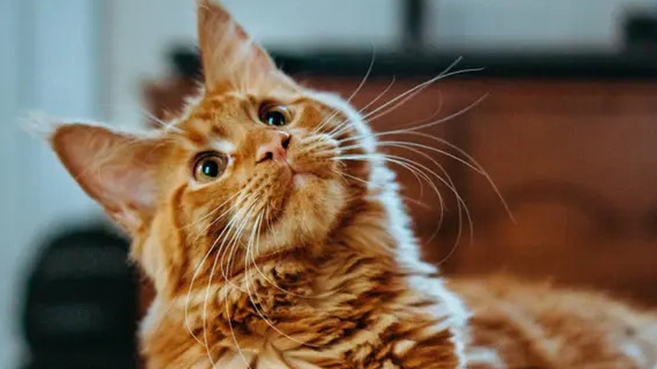 Potret lucu geng kucing lagi kepo tetangga, kompak melongok ke pintu dan jendela. (sumber: Reddit/kara77 via Bored Panda)