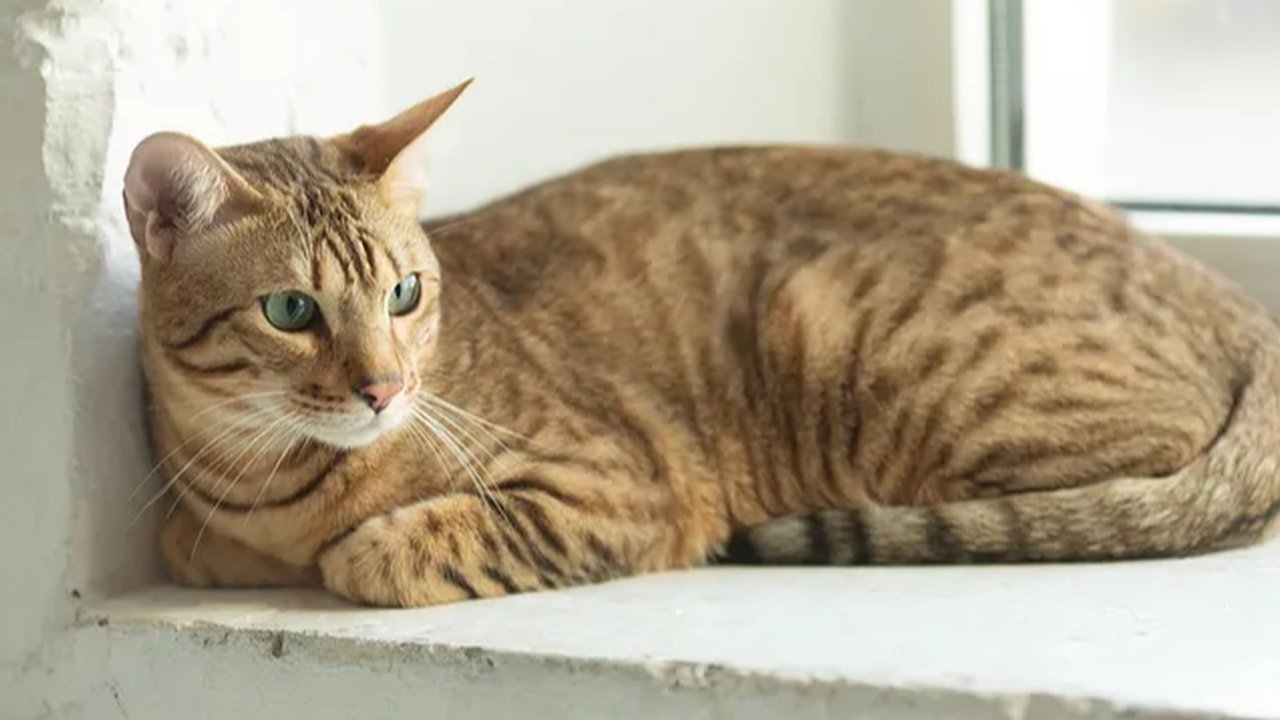 Kucing Serengeti