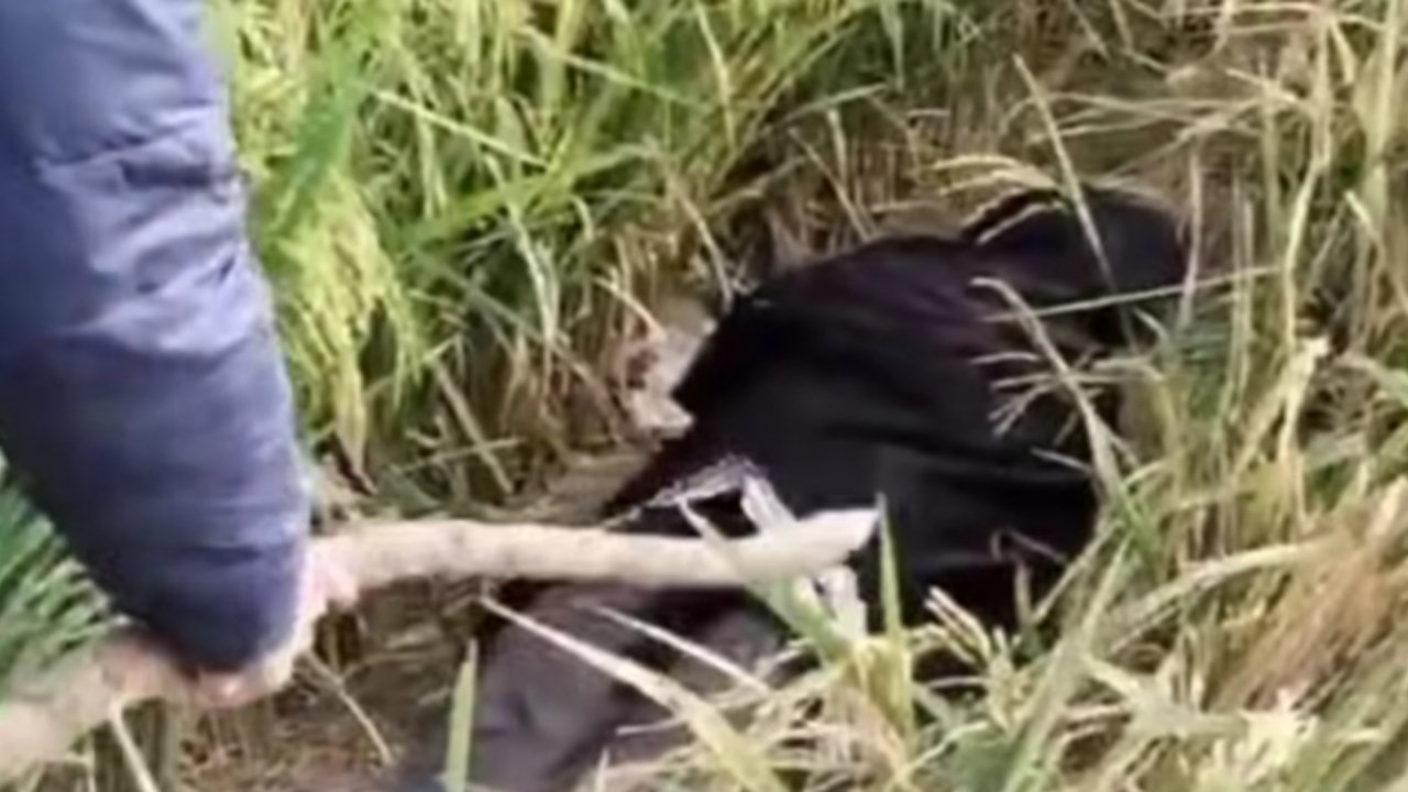 Warga Pinrang Geger, Sesosok Mayat Perempuan Terbungkus Sarung Ditemukan di Sawah