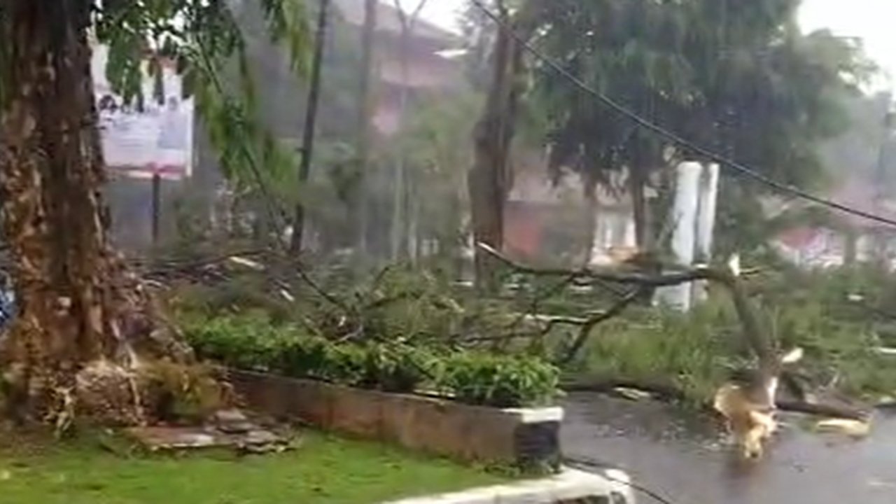 Hujan Ekstrem di Bogor, Pohon Besar Tumbang Tutup Ruas Jalan, Sepeda Motor Terguling