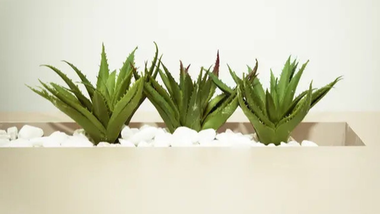 Tanaman Hias di Rumah