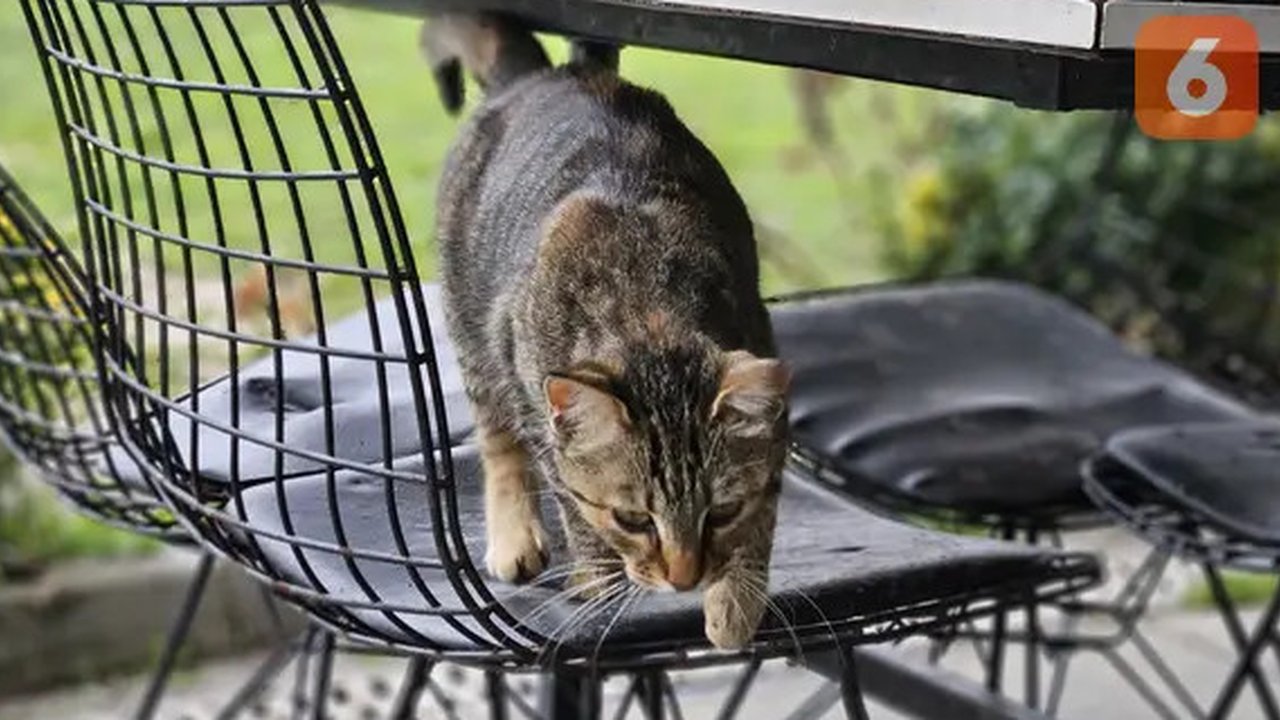 5 Tanaman yang Ditakuti Kucing, Bikin Ogah Balik Lagi ke Rumah