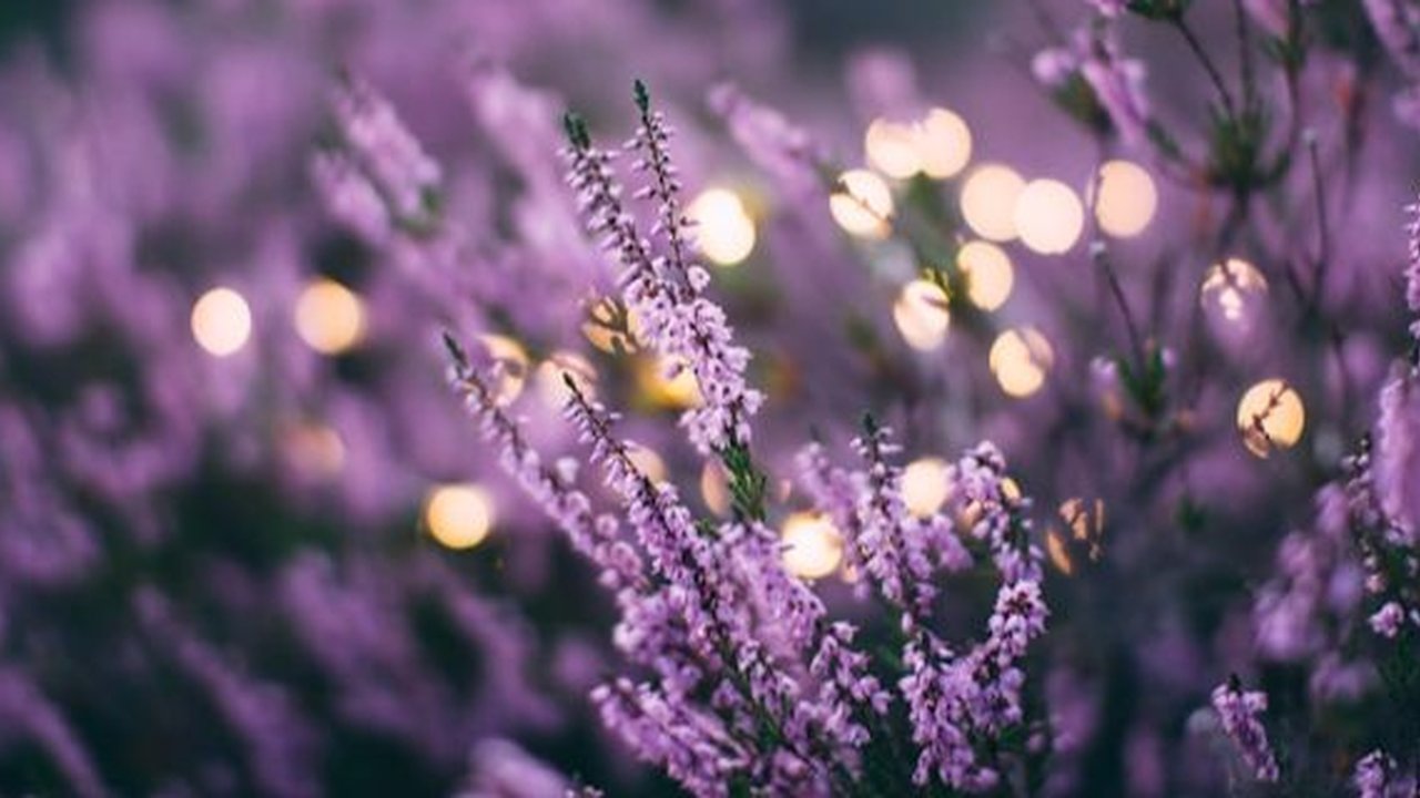 The most beautiful flowers in the world.