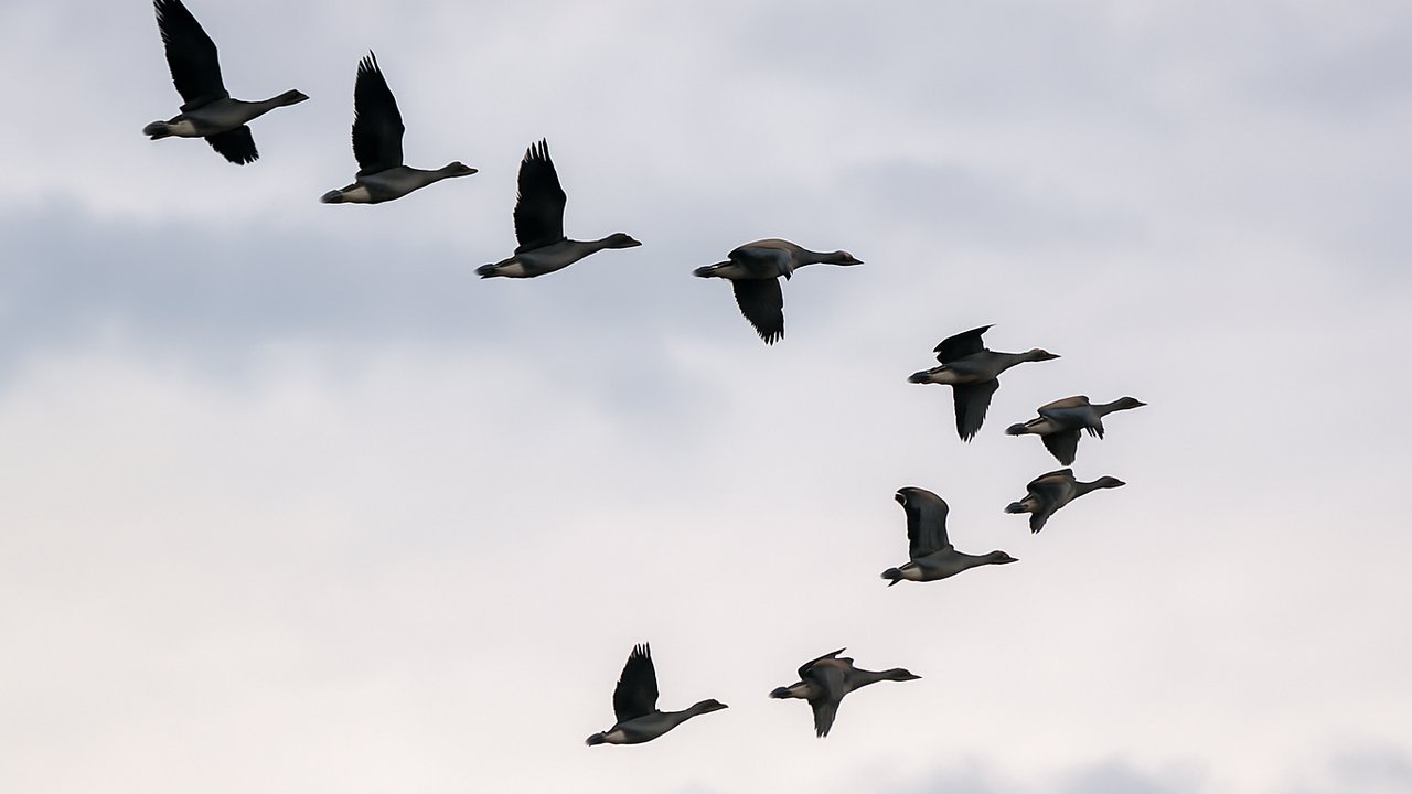 Mengapa Burung Terbang dalam Formasi V?