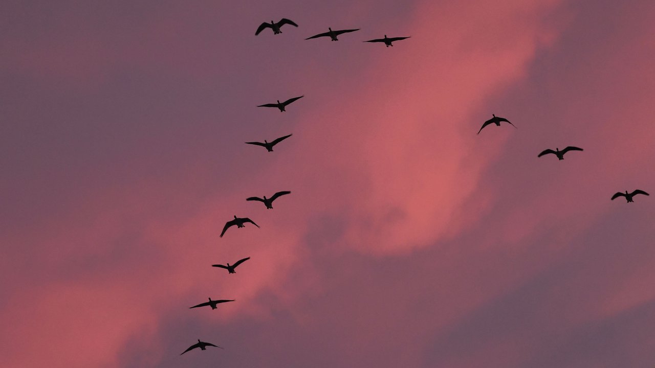 Alasan Burung Terbang dengan Formasi V