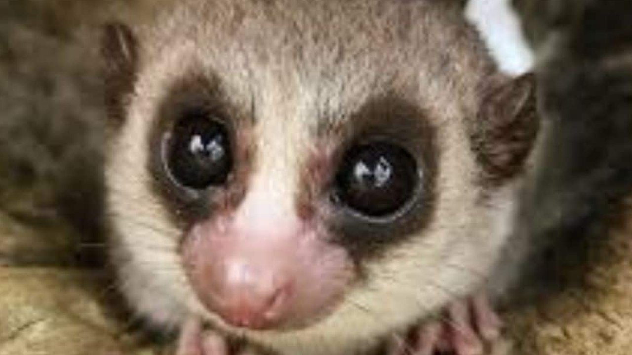 Ilmuwan Terkejut! Primata Ini Bisa 'Matisuri' dan Bangun dalam Kondisi Lebih Muda