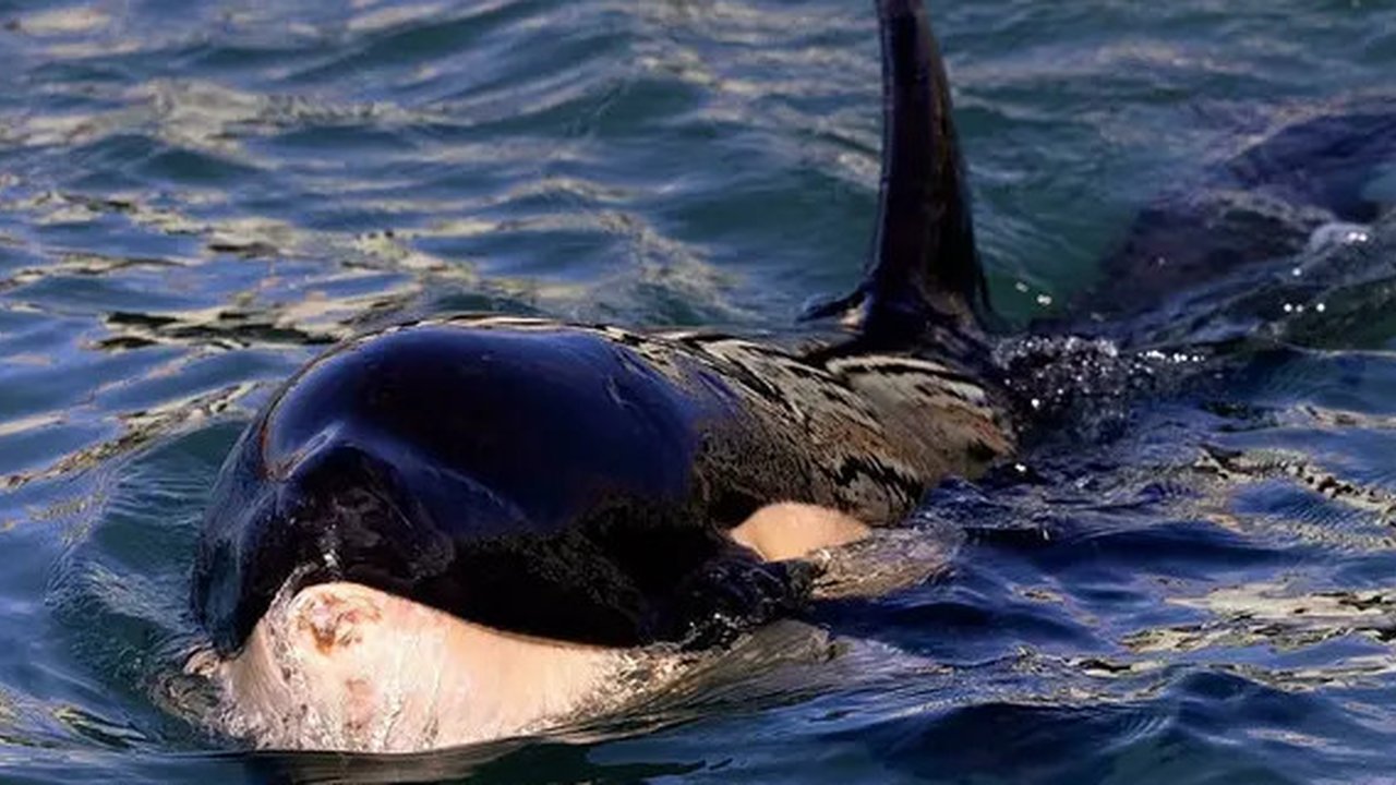 Inilah beberapa bukti paus orca menunjukkan kecerdasannya.