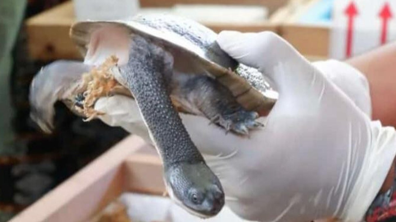 10 Ekor Kura-kura Rote Terancam Punah Dilepasliarkan di Habitatnya