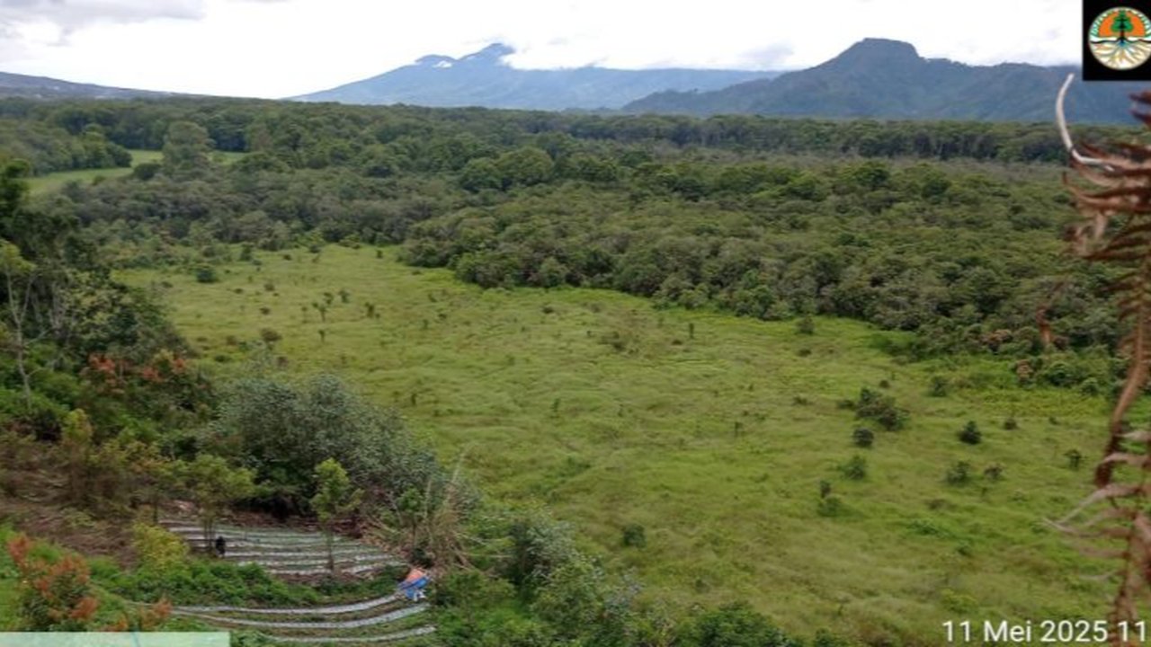 BBTNKS Buka Suara soal Kabar Penemuan Ladang Ganja di Gunung Kerinci
