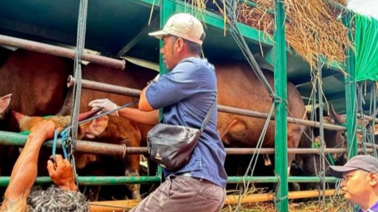 Terbanyak dari Sebelumnya, Sumbar dapat 20 Ekor Sapi Kurban dari Prabowo, Tiap Daerah Dibagikan Satu
