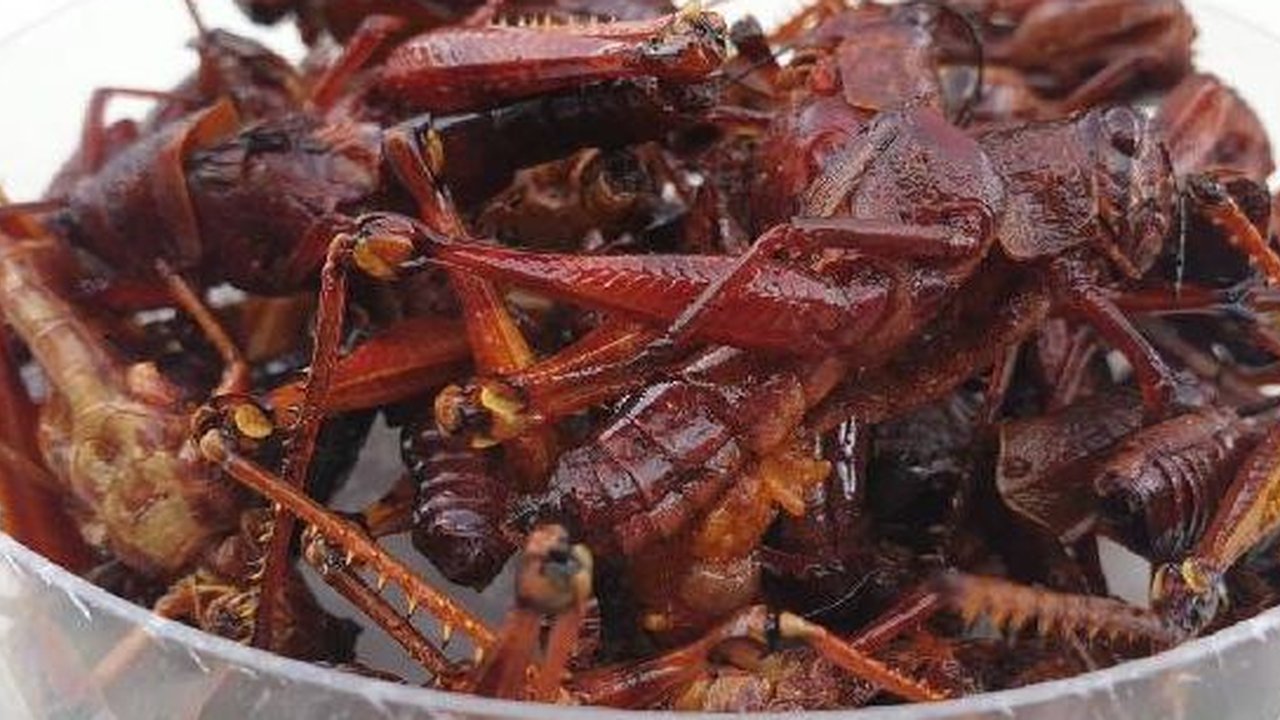 Ilustrasi Gambar Belalang Goreng (Sumber: Brilio)