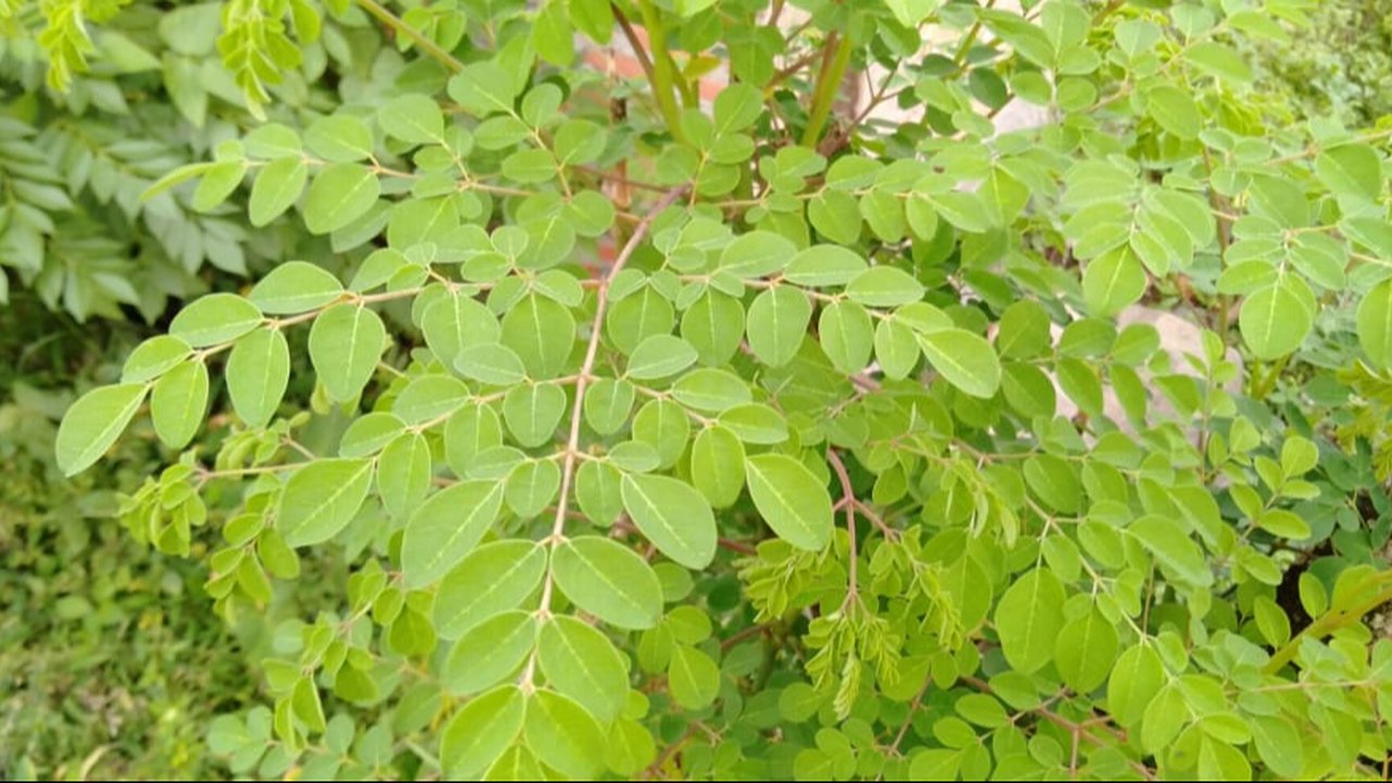 10 Khasiat Daun Kelor dalam Mengatasi Berbagai Penyakit