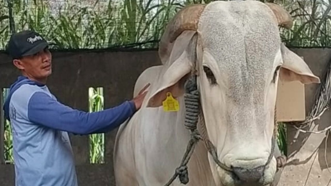 Prabowo Beli Sapi 893 Kg dari Kediri