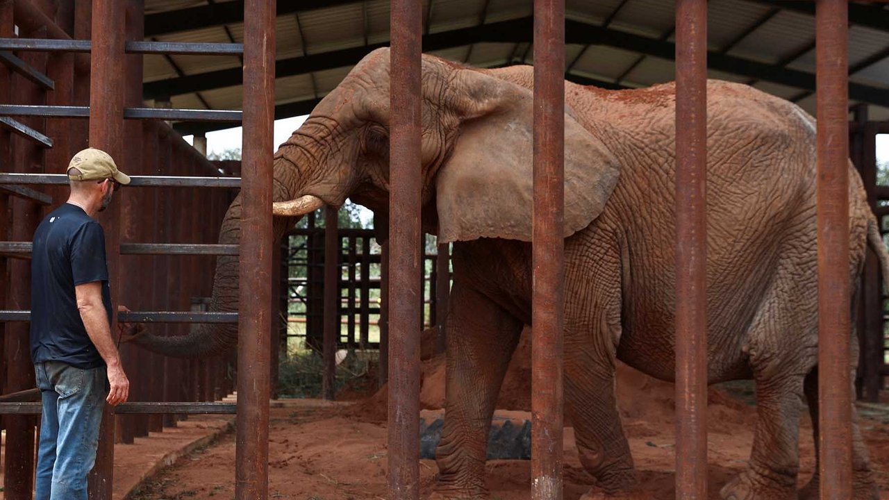 Pengasuh Gajah Afika Pupy,  Maria Eugenia menangis  saat Pupy dipindahkan ke Suaka Gajah Brasil, di Buenos Aires Ecopark Argentina (11/05/2025).