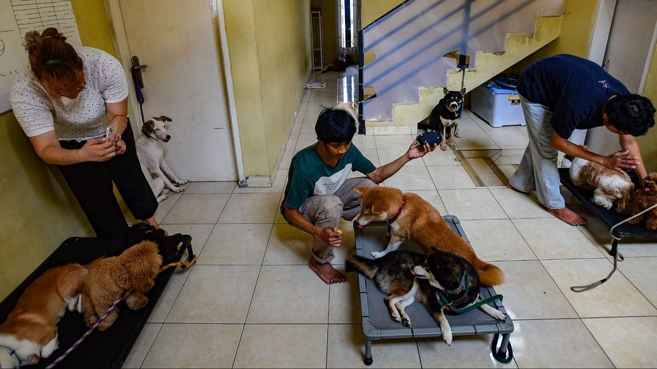 Pelatih hewan profesional memberikan pelatihan kedisiplinan pada sejumlah anjing peliharaan di playgroup khusus anjing DogueHub Playgroup di Limo, Depok, Jawa Barat, Rabu (14/5/2025).