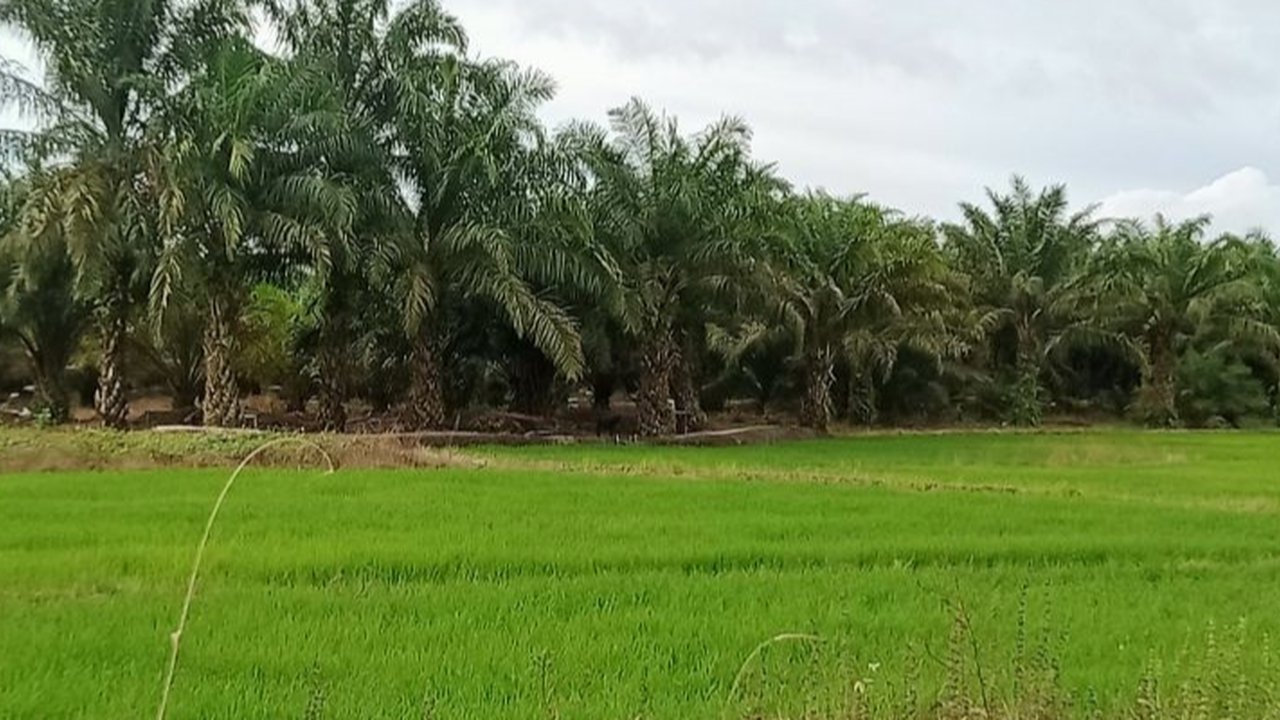 Wujudkan Ketahanan Pangan Mulai dari Inovasi Benih Berkualitas