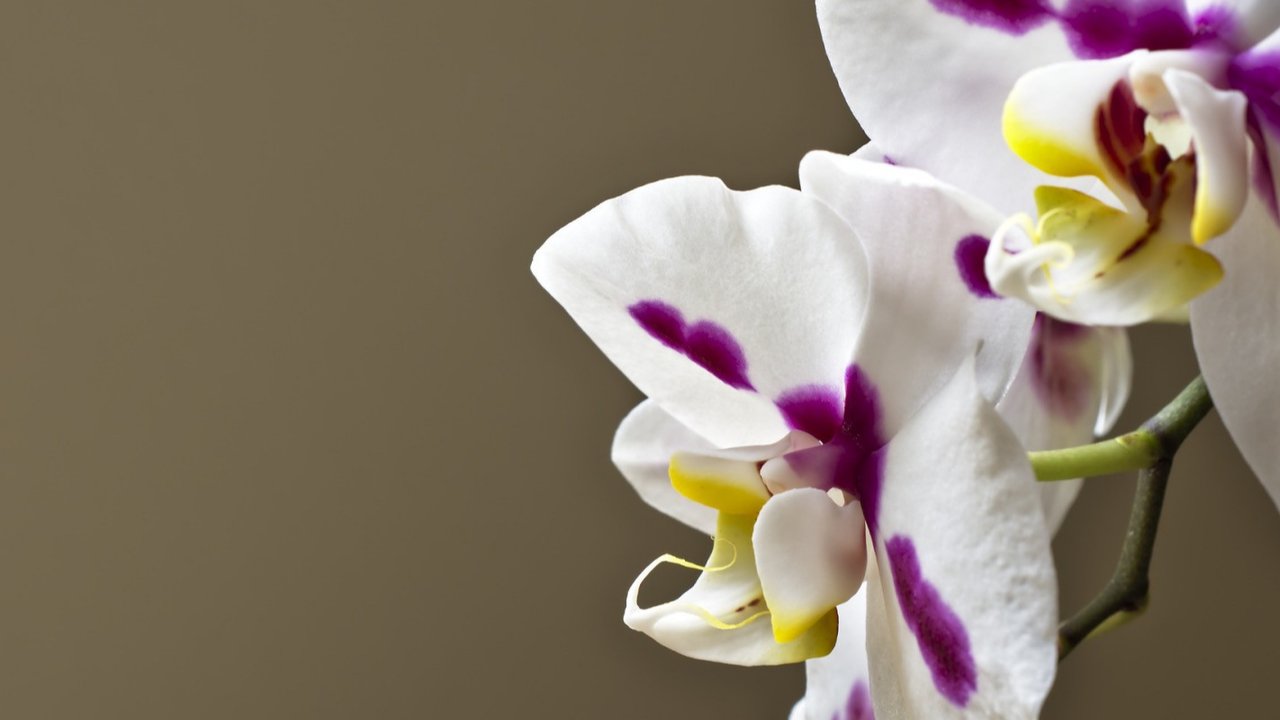 <p>Ilustrasi bunga anggrek Phalaenopsis. (Gambar oleh Peggychoucair dari Pixabay)</p>