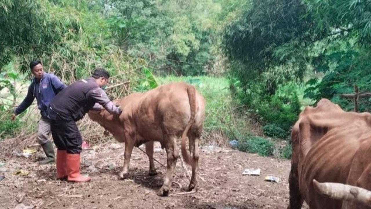 Pemerintah Kabupaten Probolinggo gencar melakukan vaksinasi PMK kepada 132 sapi, domba, dan kambing untuk mencegah penyebaran penyakit dan memastikan hewan kurban sehat menjelang Idul Adha.