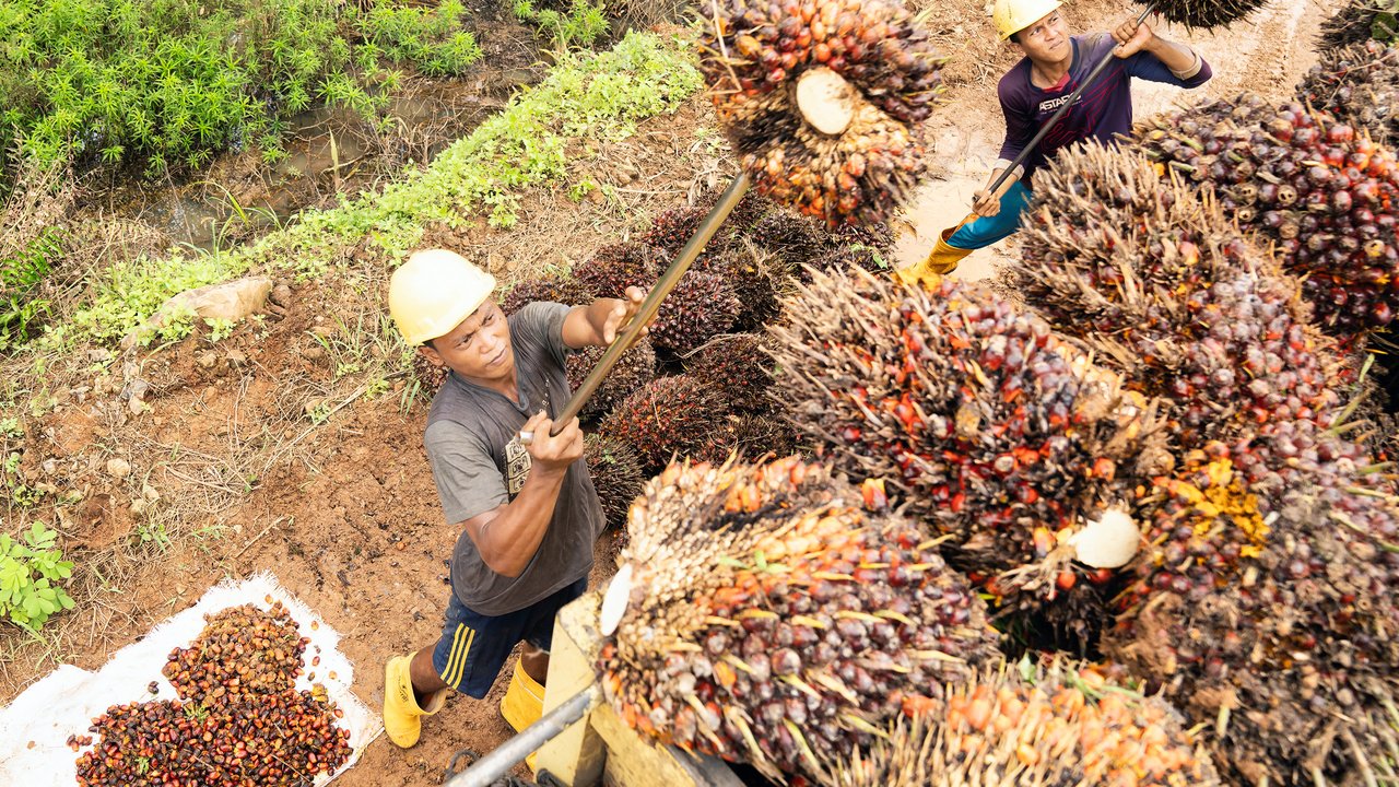 Info Terbaru: Aturan B50 Mulai Diterapkan Awal 2026, Indonesia Tak Perlu Tambahan Lahan Sawit