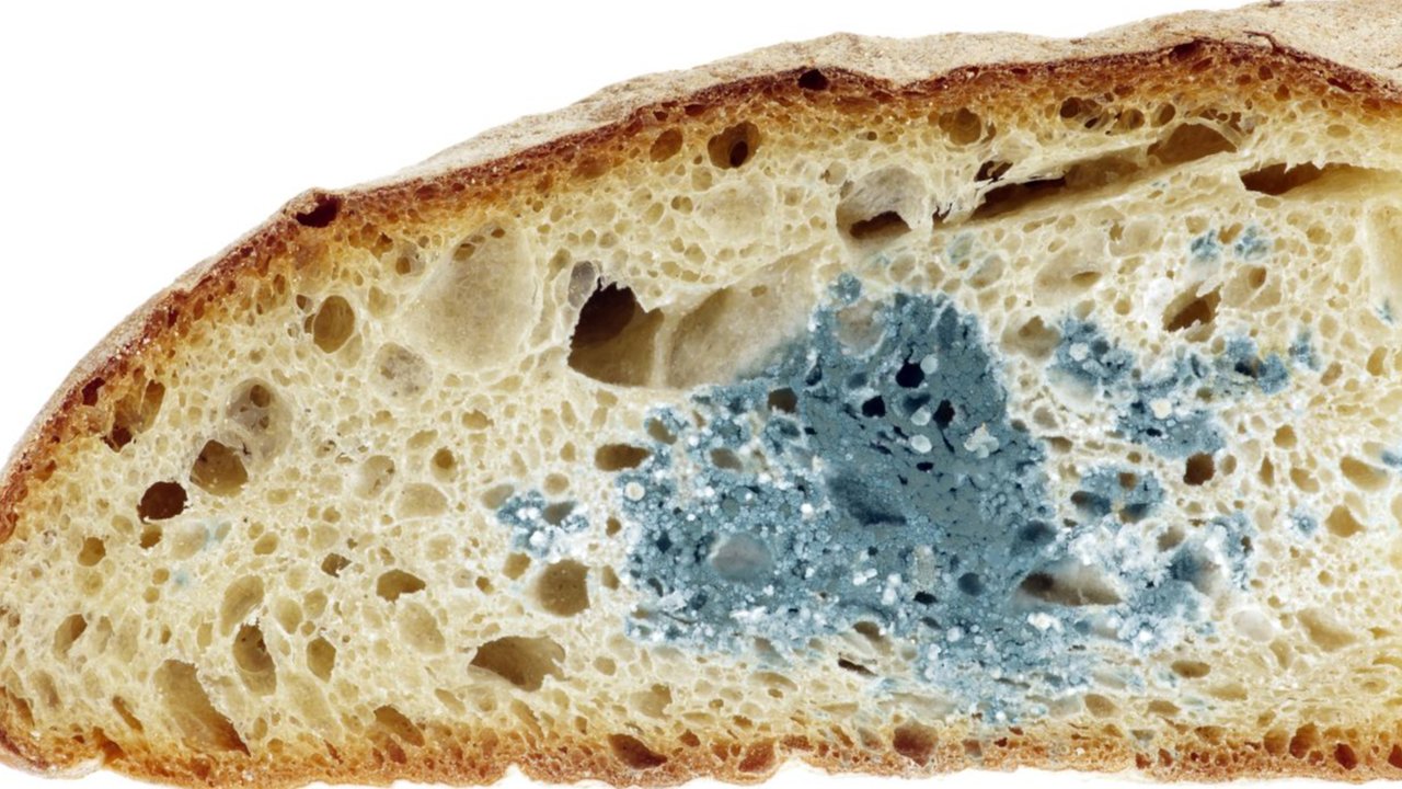 ilustrasi roti berjamur