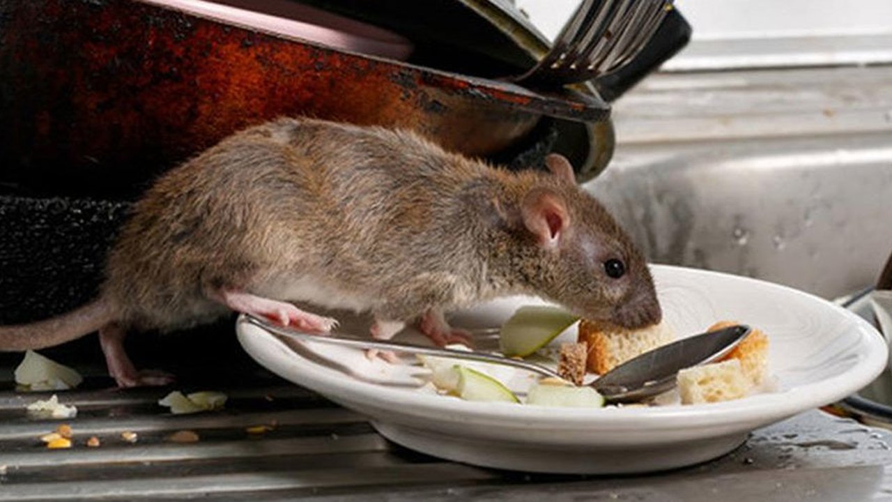 Keberadaan tikus di rumah sangat mengganggu. Yuk, usir sang tamu tak diundang dengan tips-tips ini.