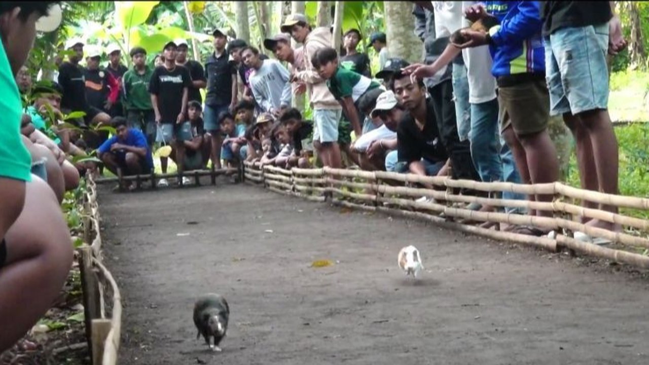 Tak Banyak yang Tahu, Marmot-Marmot Gemas Asal Lumajang Ini Jago Balapan