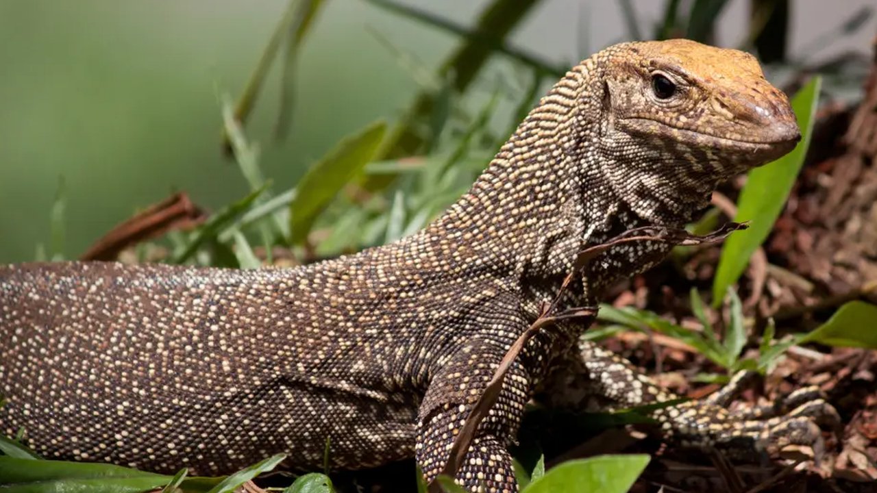 ilustrasi biawak