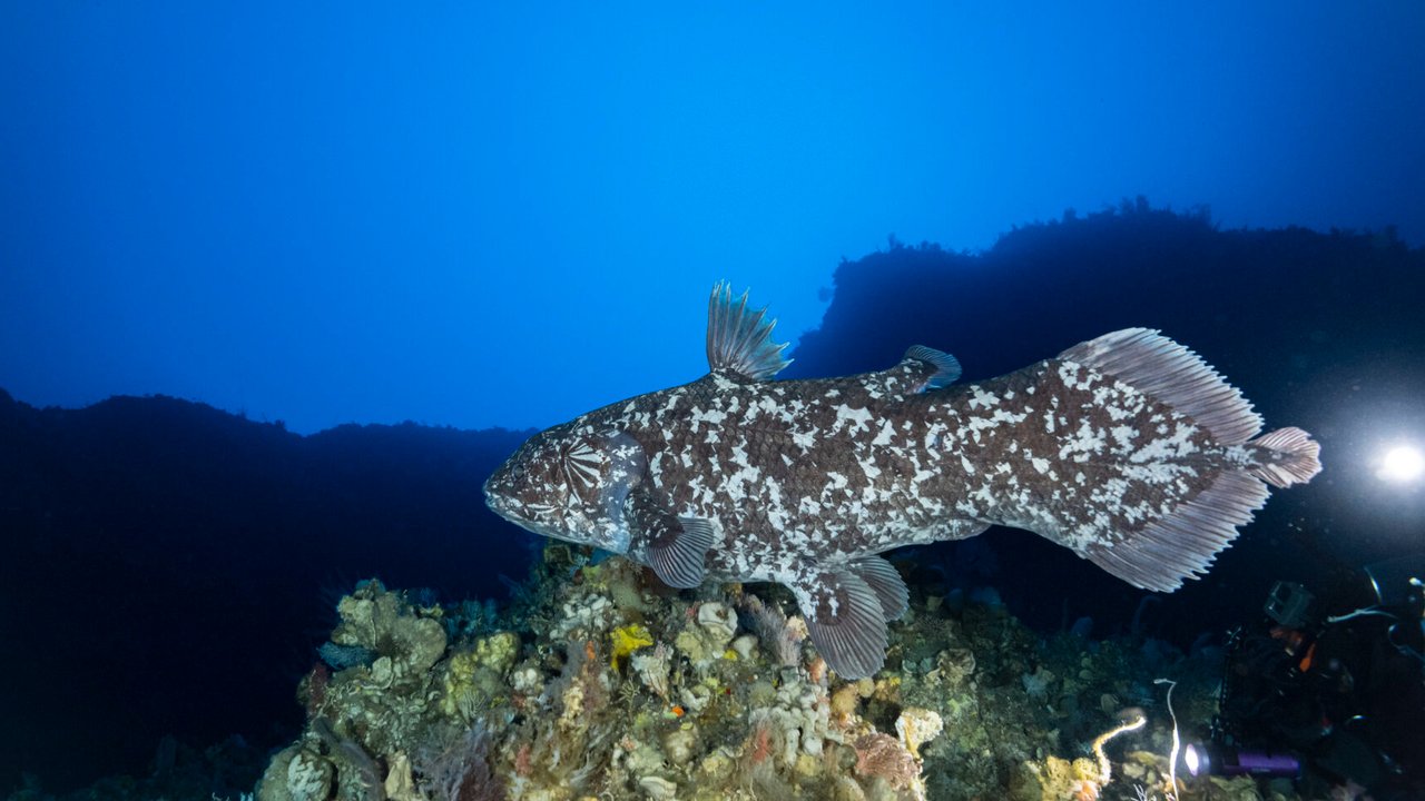 coelacanth