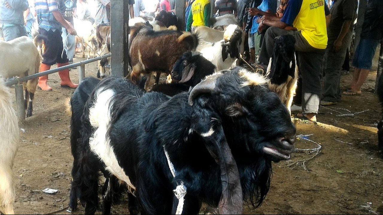Ilustrasi – Kambing Jawa Randu. (Foto: Liputan6.com/Muhamad Ridlo)
