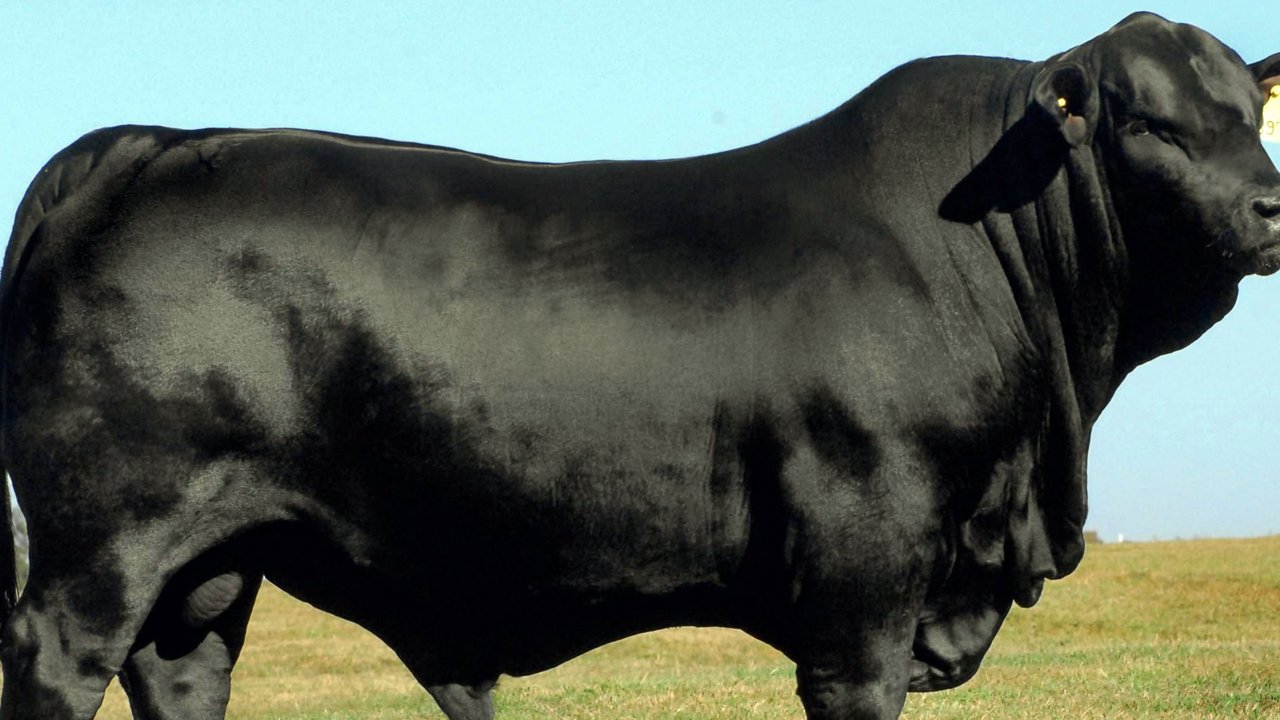 Sapi Brangus