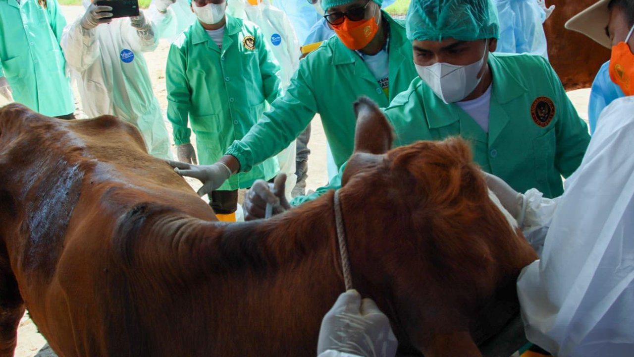 Jelang Iduladha, Hewan Kurban Divaksinasi PMK agar Sehat dan Tingkatkan Nilai Jual
