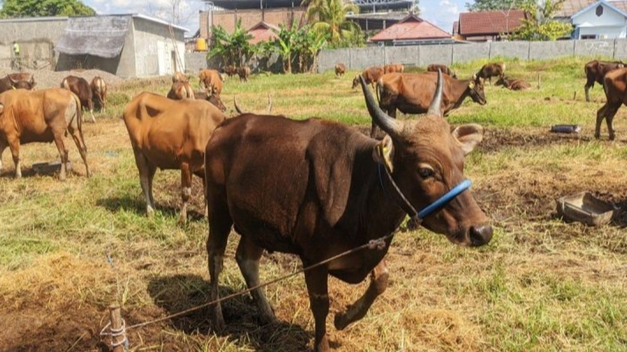 Jelang Idul Adha, lebih dari 1.900 hewan kurban telah masuk ke Kabupaten Kotawaringin Timur, Kalimantan Tengah, dan Dinas Pertanian setempat melakukan pengecekan ketat untuk mencegah penyakit.