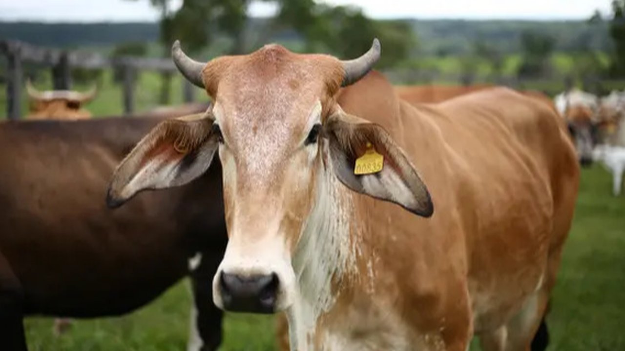 Irfan Hakim dan sapi kurbannya, Wariso. (Instagram/ irfanhakim75)