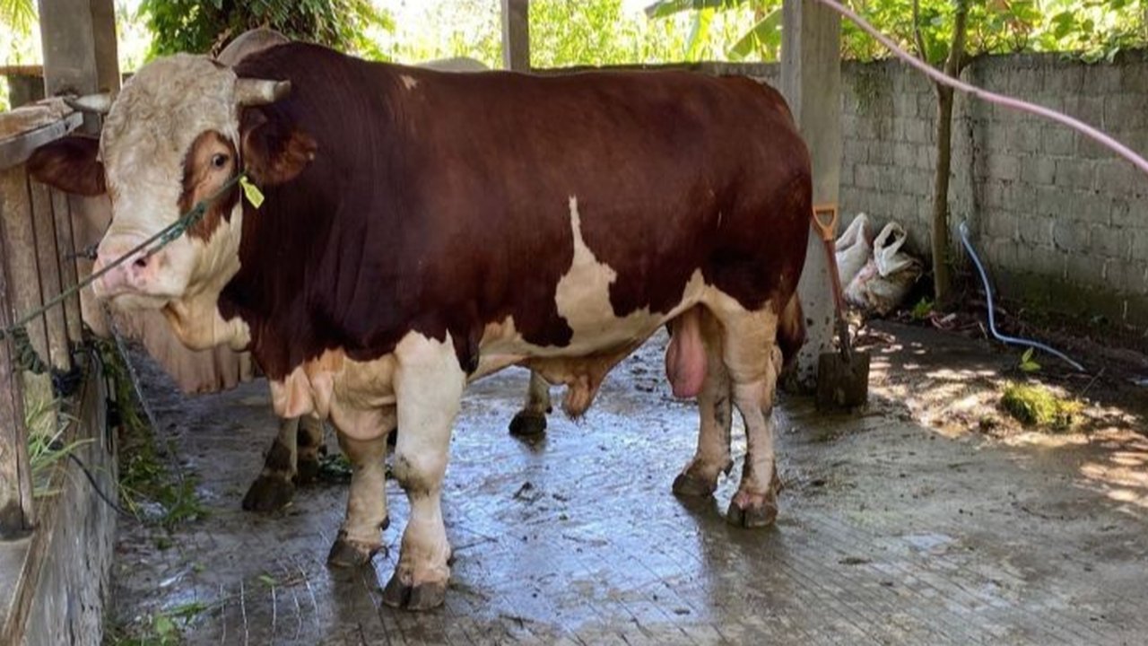 Pemerintah Kabupaten Pasaman Barat menerapkan sistem pemeriksaan hewan kurban dua tahap, yaitu antemortem dan postmortem, untuk memastikan kesehatan dan kualitas daging yang dikonsumsi masyarakat pada Idul Adha 1446 H.