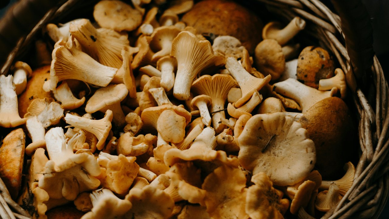 Ilustrasi Jeruk Bali