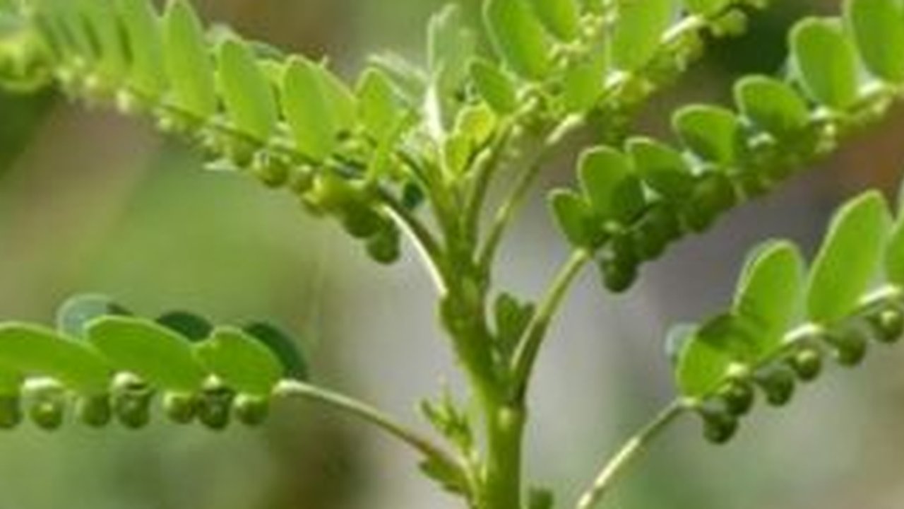 Langkah Mudah Merebus Daun Meniran untuk Atasi Asam Urat