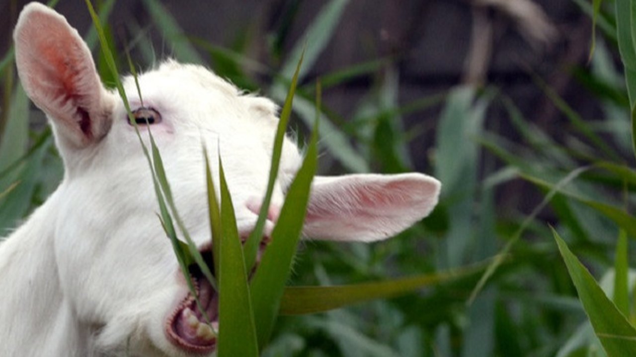 Ilustrasi kambing (AFP)
