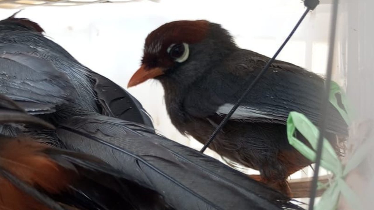 penyelundupan burung