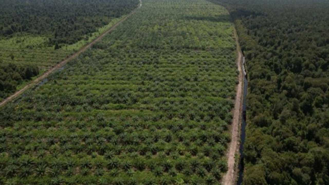 3.007 Hektare HGU di Aceh Tengah Diperpanjang, Waspadai Upaya Pengambilalihan Ilegal