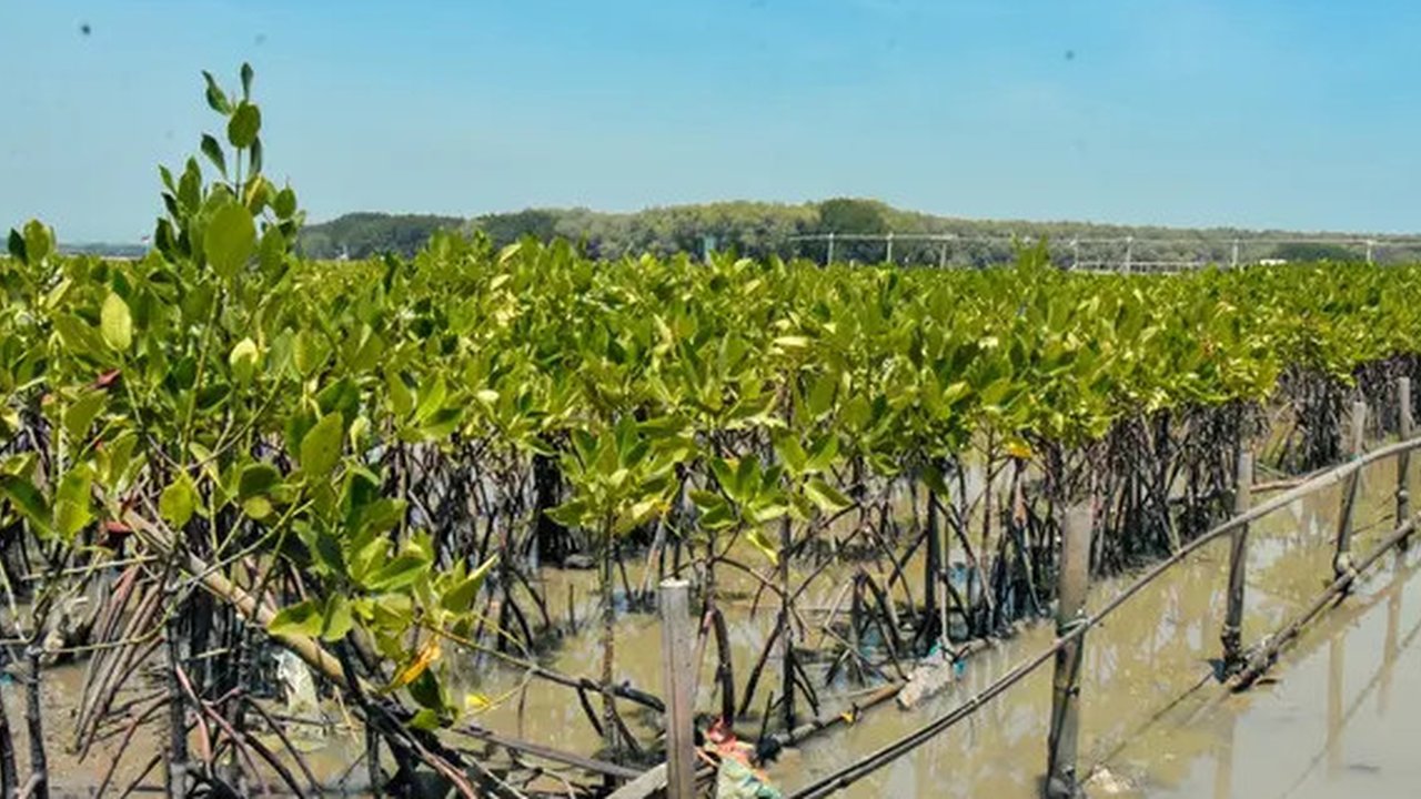 Pengembangan Ekowisata Mangrove Berbasis Komunitas Jadi Harapan Kemandirian Ekonomi Warga Pesisir
