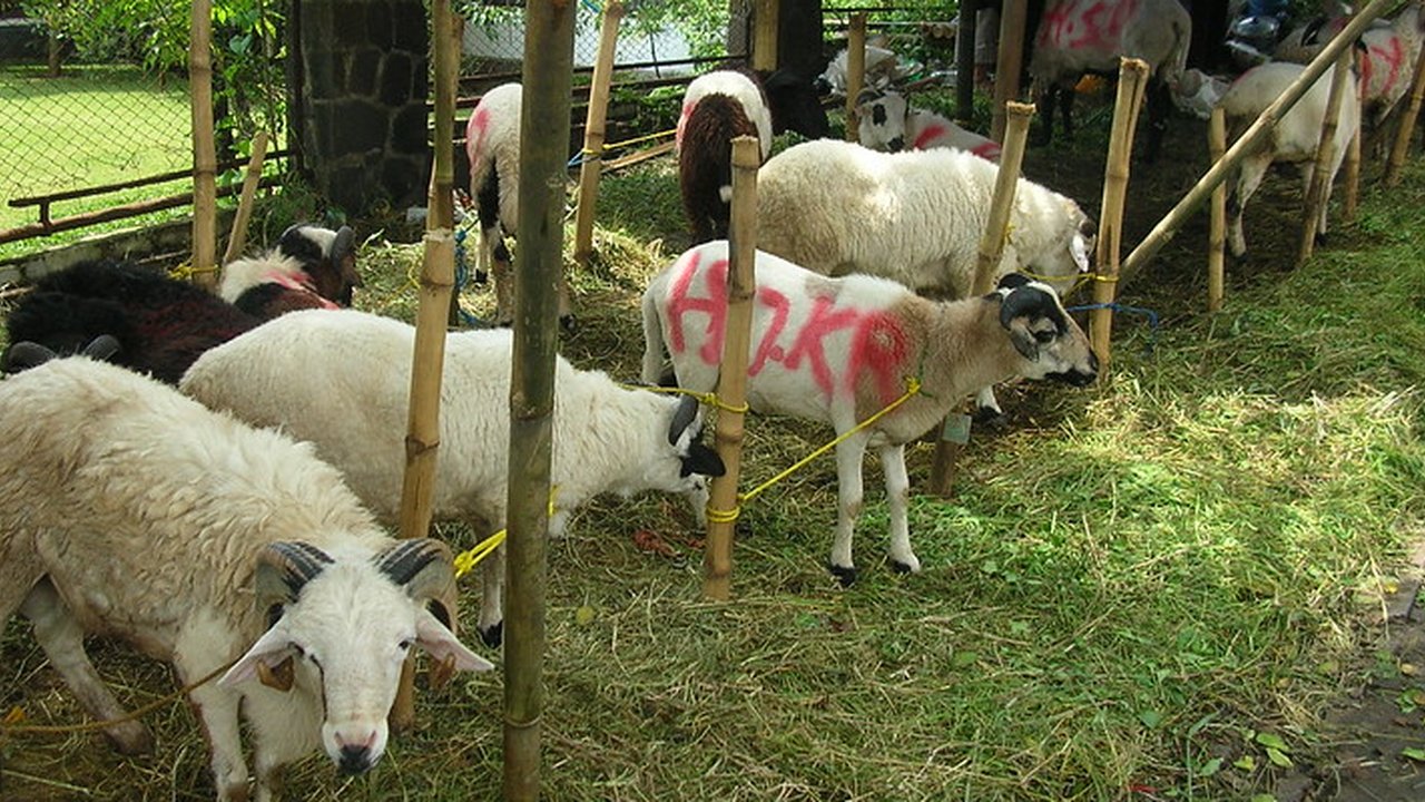 Ilustrasi Sapi Kurban