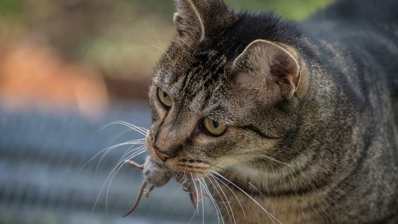 ilustrasi kucing membawa bangkai