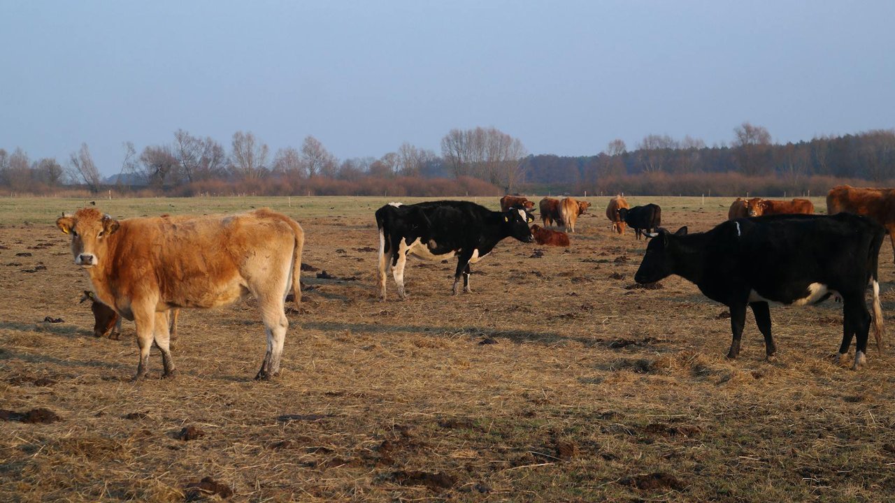 ilustrasi hewan sapi kurban