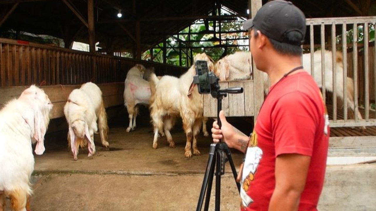 Viral Peternak Kambing Gunakan TikTok untuk Raup Omzet Fantastis