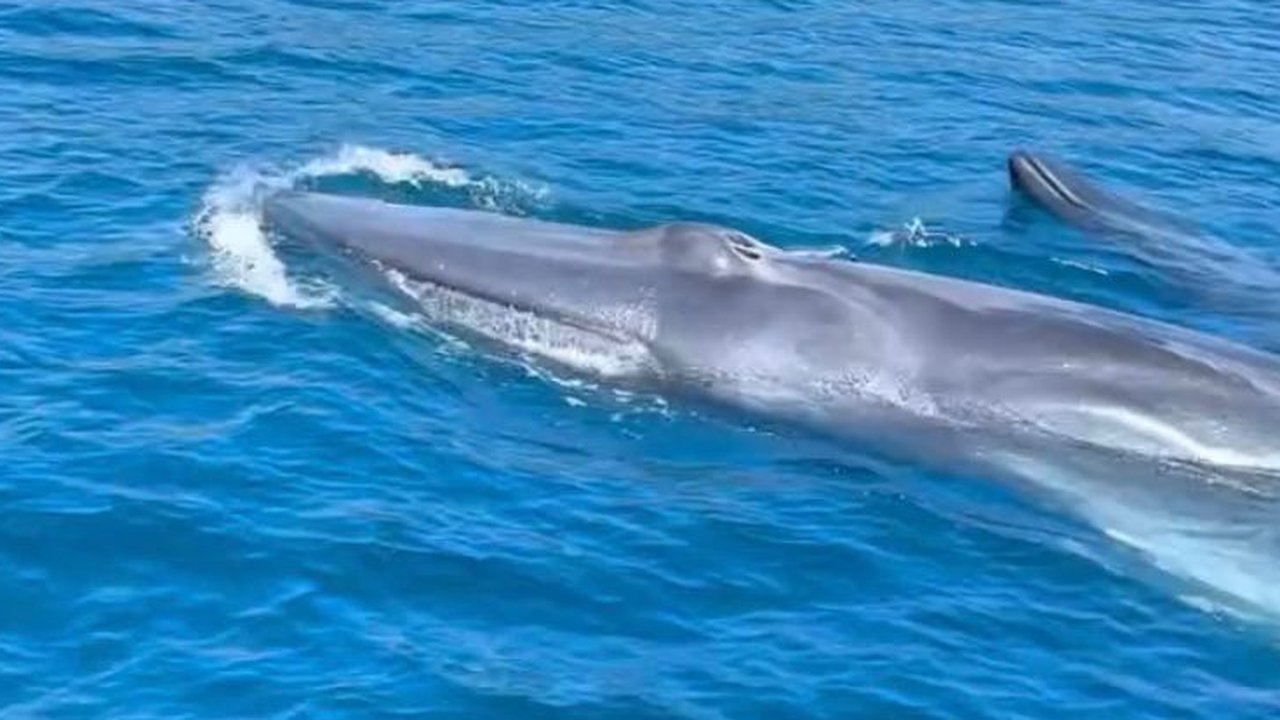 Pemandangan Langka Kemunculan Paus Biru di Dekat Pulau Rubiah