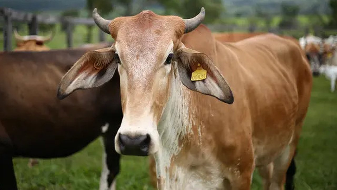 Ilustrasi hewan kurban yang berisiko terkena PMK. Credits: pexels.com by Gabriela Cheloni