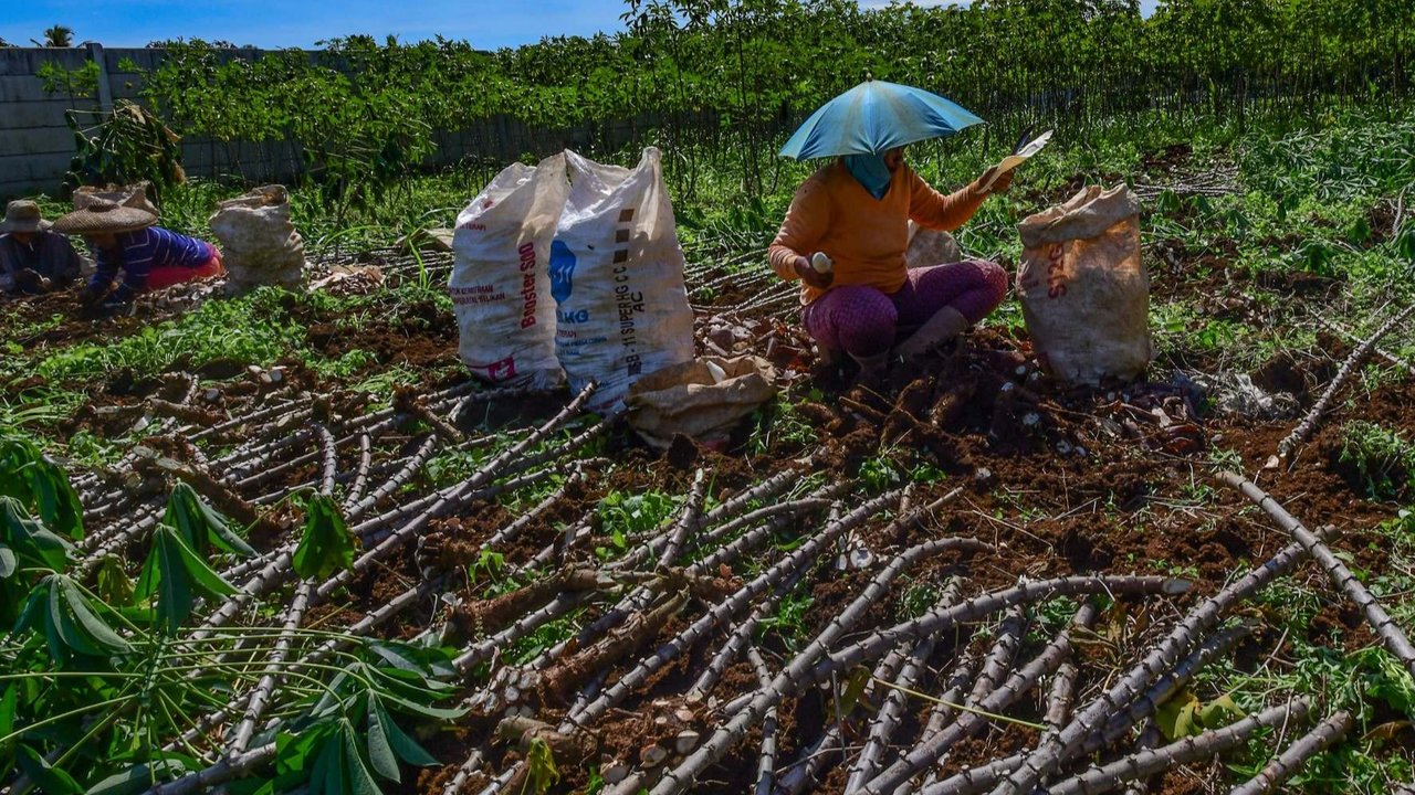 Petani Keluhkan Harga Singkong Anjlok, Pemerintah Bakal Larang Impor
