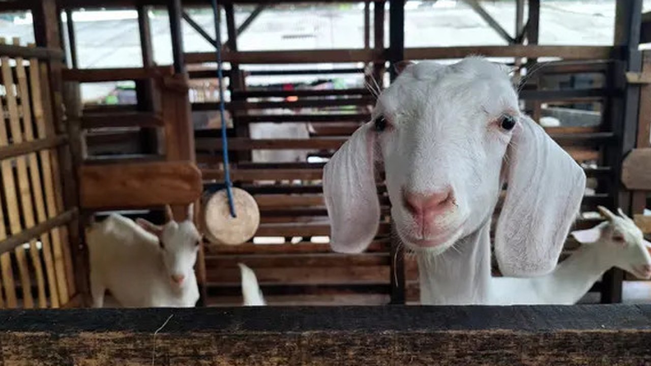 Hewan Kurban Kambing. (Widi3019/depositphotos.com)