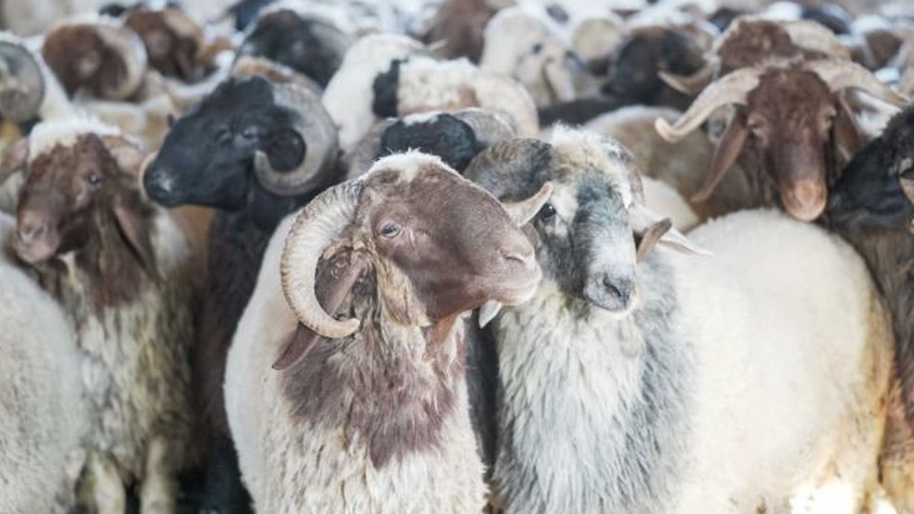 Ilustrasi kurban. (Islamic Relief)